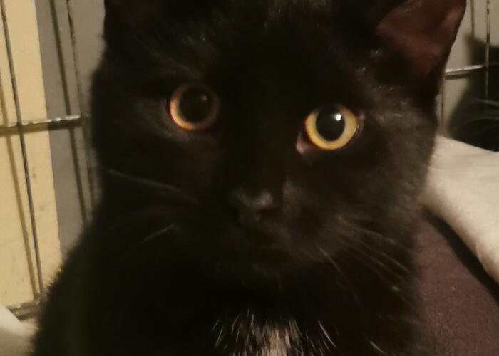 Grajewo ogłoszenia: Zaginęła czarna kotka. 11 kwietnia w okolicach Orlenu przy ulicy...